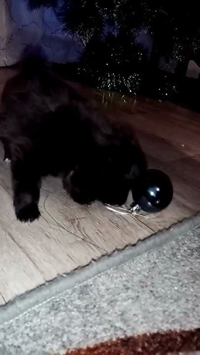 мой маленький чопик🥰🐶🐶🐶 - YouTube