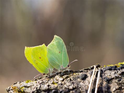 Pair Of Common Brimstone Butterfly Gonepteryx Rhamni Copulating In