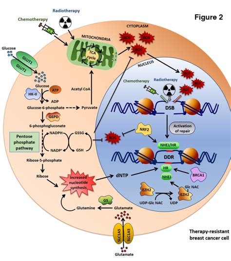 Cancer Res表观遗传学调控机制在癌症治疗中的作用 癌症研究专区 生物谷