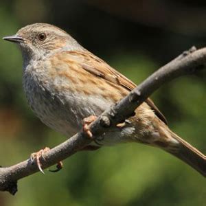 Dunnock Facts - Dunnock Information : Twootz.com