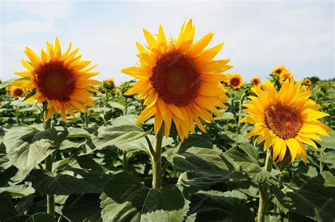 Folha De Girassol - O girassol helianthus é um gênero de plantas da família asteraceae ...