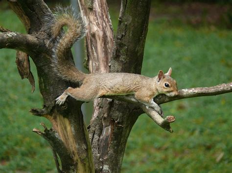 Fond Décran Les Yeux Queue écureuil Bois Branche Faune Rongeur