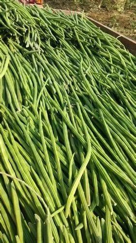 Tamilnadu A Grade Green Fresh Drumstick Gunny Bag Kg At Rs Kg