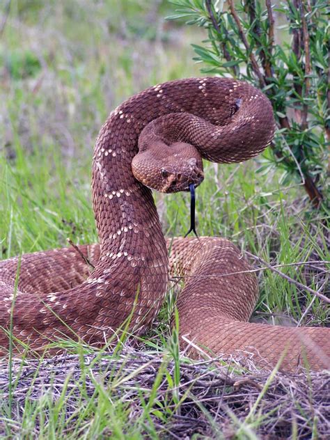 Rattlesnake Encounters That Went Wrong and What You Can Learn