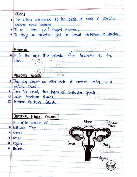 Solution Human Anatomy And Physiology Unit5 Femal Sex Orgen Female Reproductive System Male