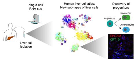 Using Single Cell Rna Sequenci Image Eurekalert Science News Releases