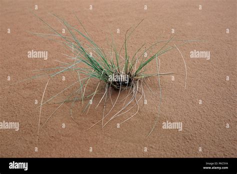 Plant desert uae hi-res stock photography and images - Alamy