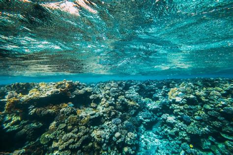 Um recife de coral subaquático panorama no mar vermelho Foto Premium