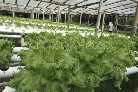 Budi Daya Sayuran Hidroponik Antara Foto