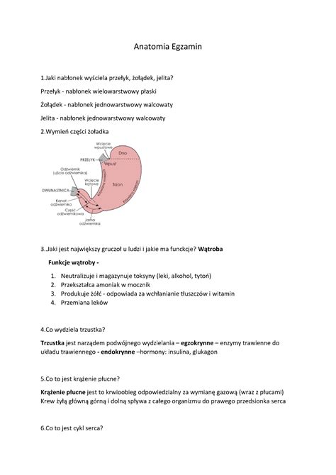 Anatomia Egzamin Notatki Egzamin Anatomia Egzamin Nab Onek