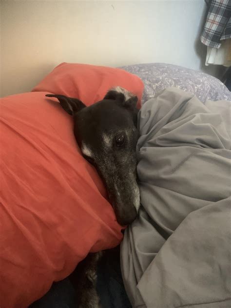 Waking Up Next To My Cuddle Buddy Greyhounds