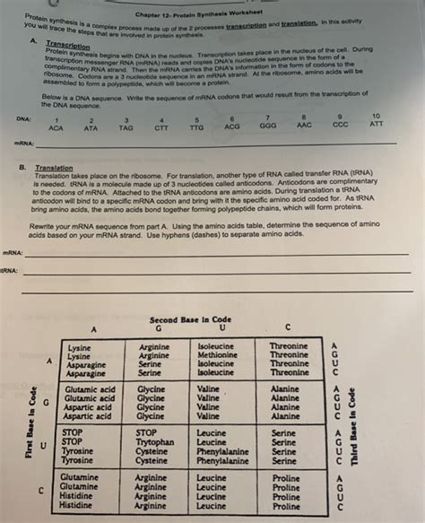 Solved Protein synthesis is a complex process made up of the | Chegg.com 