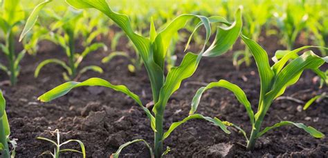 Grüne berichtet Mikrogranulat Dünger im Mais TIMAC AGRO Swiss