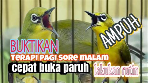 Terapi Air Burung Pleci Cepat Ngalas Dan Buka Paruh Youtube