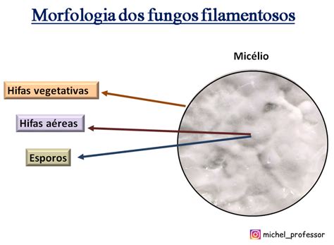 Leveduras E Fungos Filamentosos - RETOEDU