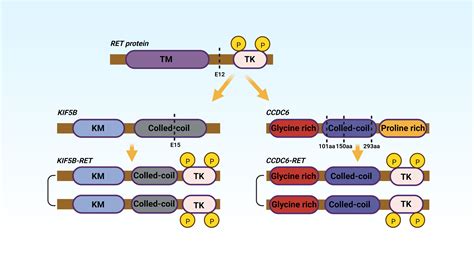 Frontiers Targeted Therapy Of RET Fusion Positive Non Small Cell Lung