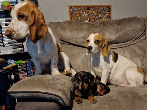 Lemon Basset Hound Beagle Mix