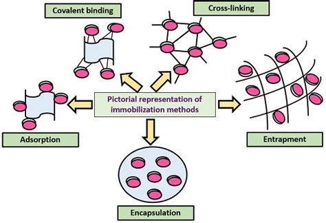 Immobilization of Enzyme - Components, Methods and Applications - Biology Reader