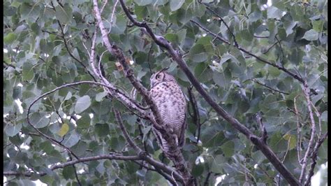 Male Great Horned Owl Hoots And Does The Fluff Up 7 18 2022 In Forest Park St Louis Missouri