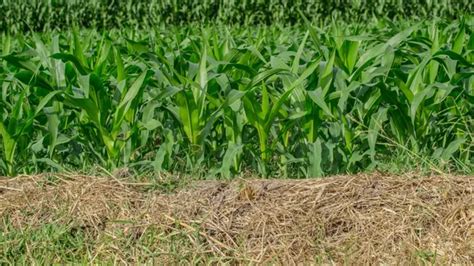 How To Plant Corn Seeds Simple Steps For First Time Growers Forestry