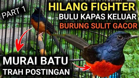 Cara Merawat Murai Batu Trah Postingan Agar Murai Batu Gacor Full