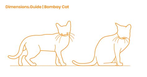 35+ Bombay Cat Size Comparison - Furry Kittens