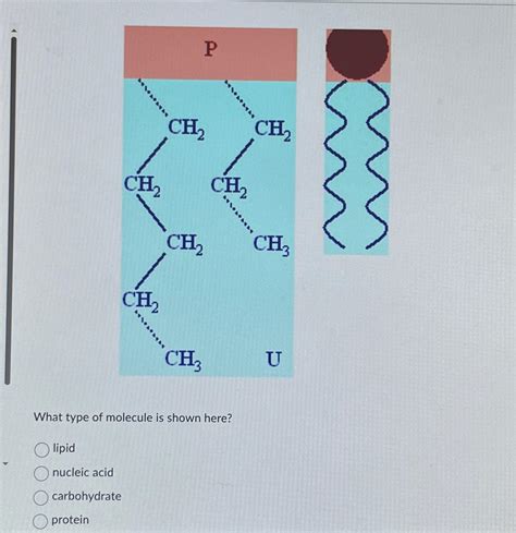 Solved What type of molecule is shown here?lipidnucleic | Chegg.com