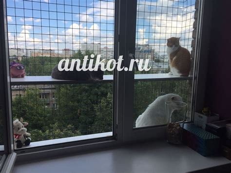 Выгул на окно для кошек (балкон) в Москве - AntiKot.ru