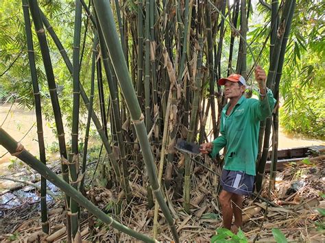 Vietnam Earns Big From Bamboo Product Exports The Saigon Times