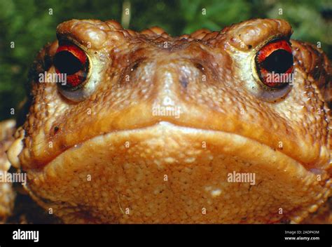 Close Up Of The Head Of The European Toad Bufo Bufo The Toad Has A