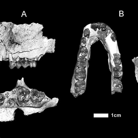 Specimens attributed to the large taxon of Colobinae gen. et sp. indet ...