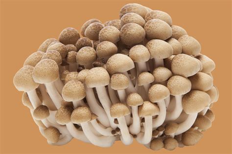 14 Types of Mushrooms and their Uses | Epicurious 
