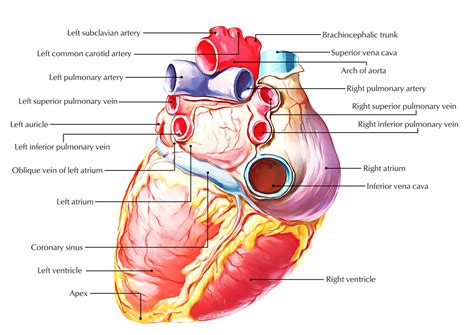 The Systemic Circulation – Earth's Lab