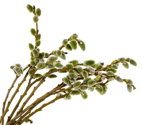 Pussy Willow Branch At Dawn Stock Image Image Of Arbor Awakening
