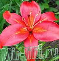 ЛИЛИИ - новые сорта лилий, фото альбом