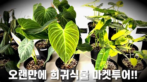 방금 다녀온 희귀식물 마켓 간만에 식물마켓 구경하고 왔어요 Youtube