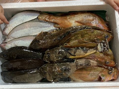 【知床羅臼直送】未利用魚ボックス3kg詰合鮮魚ボックス 梅コース：北海道産のタコ｜食べチョク｜産地直送産直お取り寄せ通販 農家