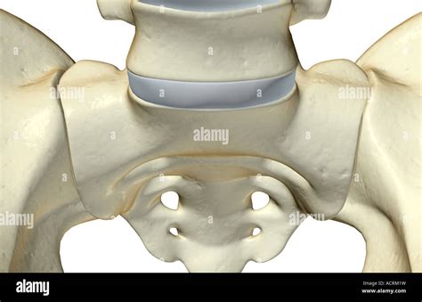 The bones of the pelvis Stock Photo - Alamy