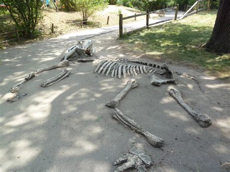 Elephant Skeleton - ZooChat