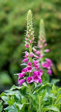 Foxglove Meaning in Fairytales, Medicine & Delightful Gardens Around ...