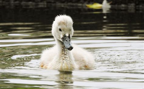 Mute Swan Facts: Identification, Diet, Migration Info etc. - Binocular Base