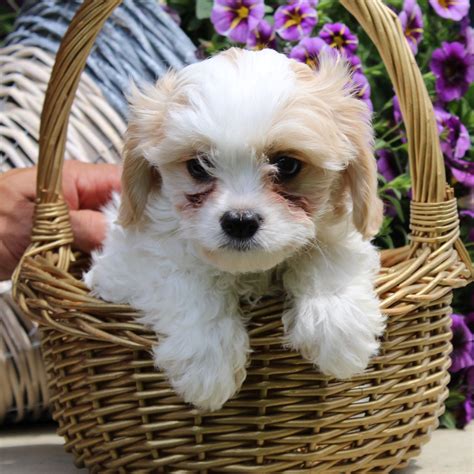 Cavachon Puppies For Sale Cute Smart And Healthy Vip Puppies