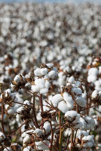 Preços Da Pluma De Algodão Voltam A Cair Revista Cultivar