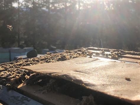 Ultra Bee – Powering Improved Hive Strength