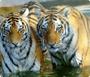 Get Informed - ZOO Skopje