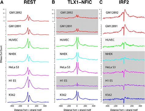 High Resolution Genome Wide In Vivo Footprinting Of Diverse