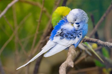 How to Choose the Right Budgerigars: Expert Breeding Tips