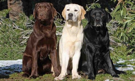 labrador retriever   popular dog breed info images  faqs