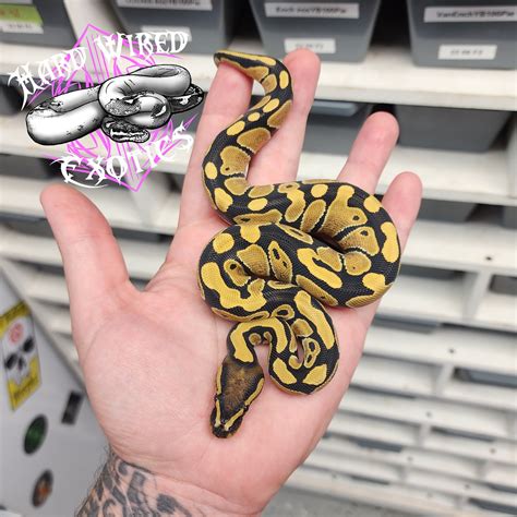 Dg Ball Python By Hard Wired Exotics Morphmarket