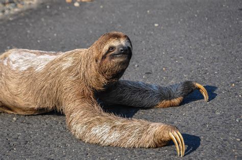 Sloth Adorably ‘Waves’ at Passing Traffic Before Being Rescued From Street